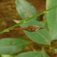 Pseuderanthemum latifolium (Vahl) B.Hansen